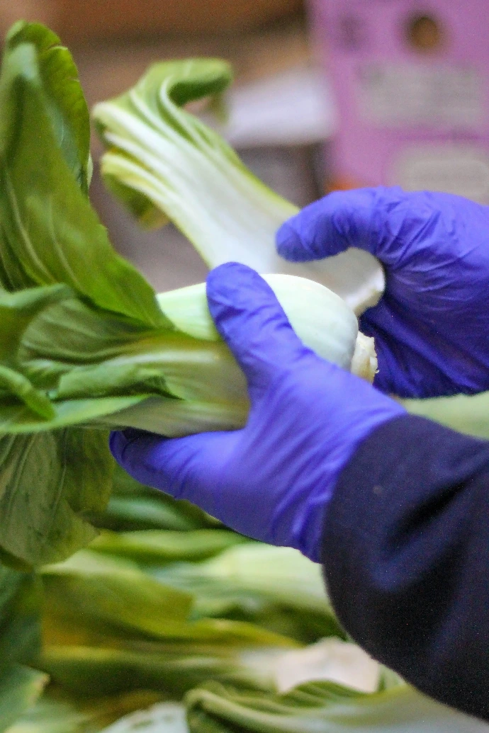 Control de calidad de vegetales en el almacén de Mayemmsa