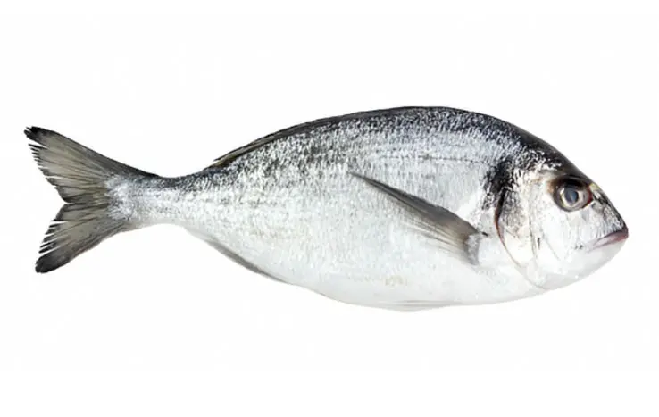 Dorado