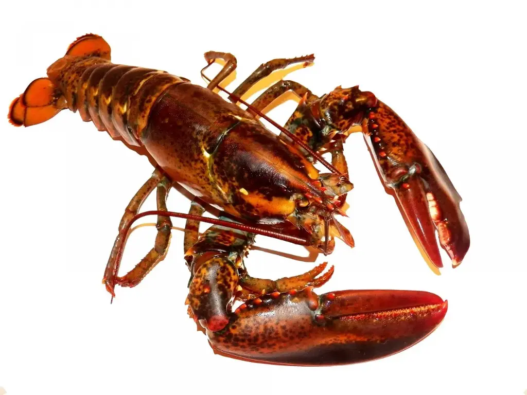 Langosta