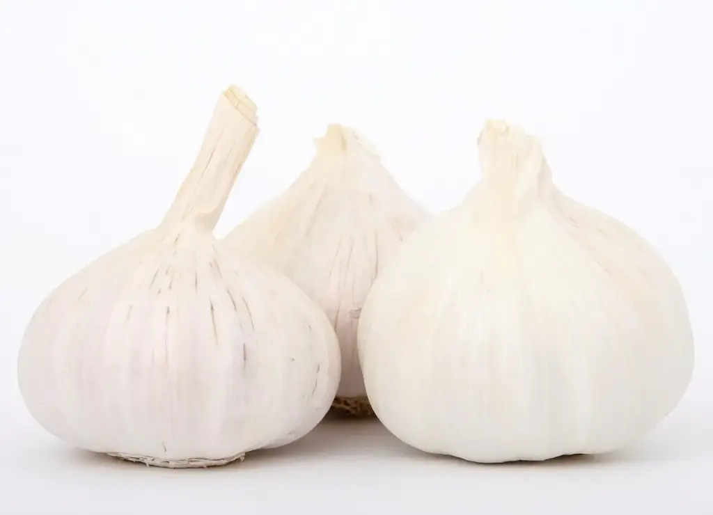 Ajo