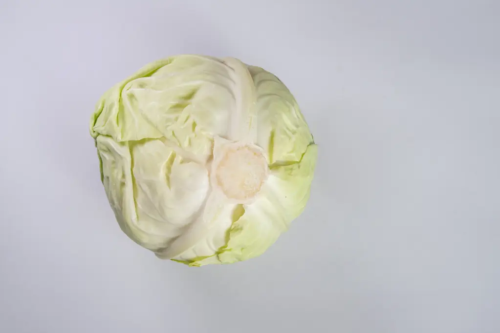 Repollo Blanco