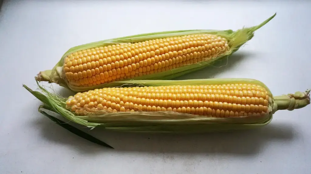 Maíz