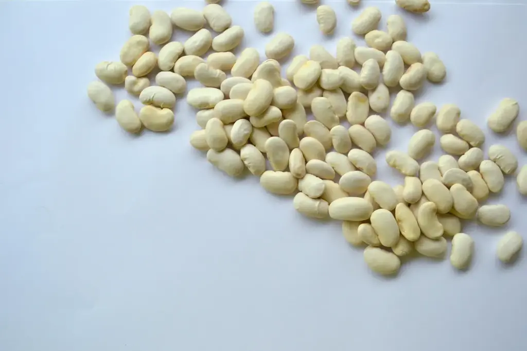 Habichuela Blanca