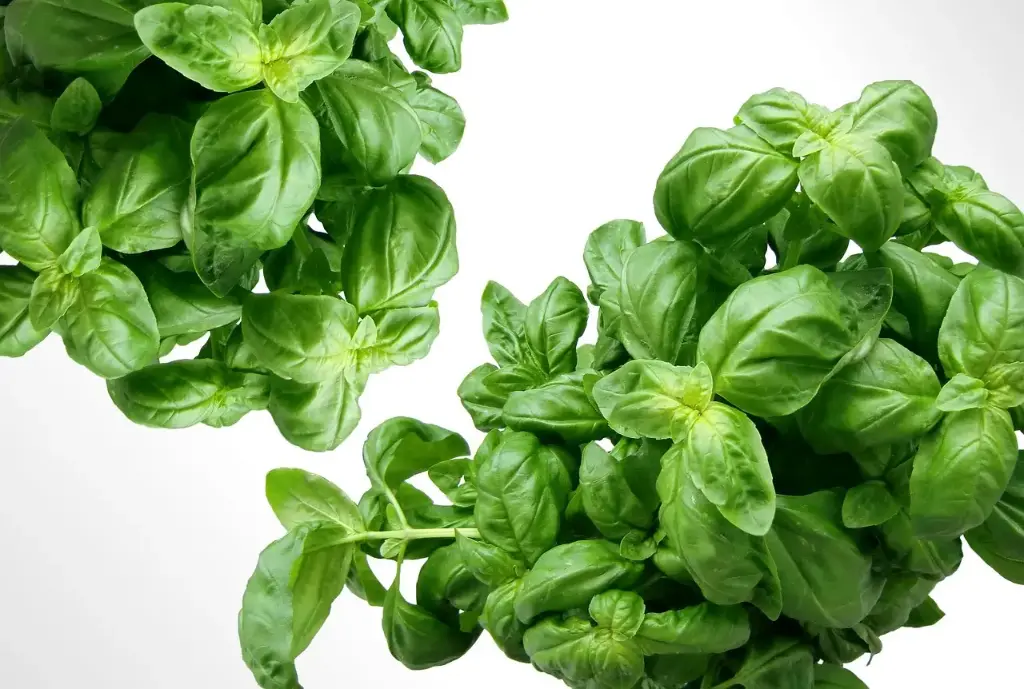 Albahaca