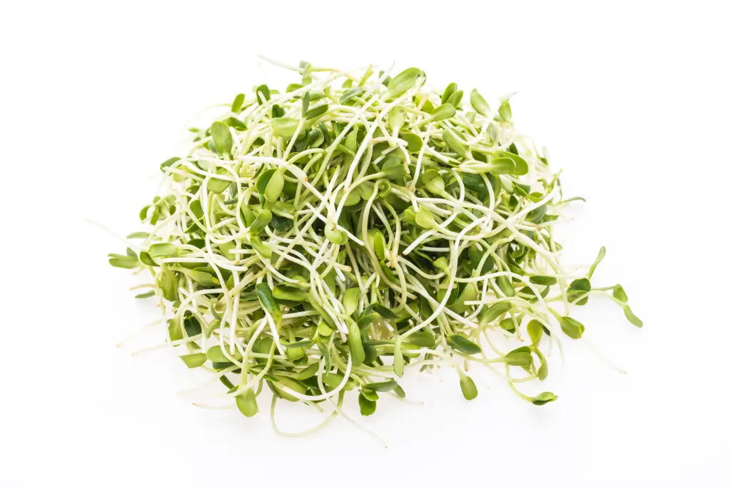 Alfalfa