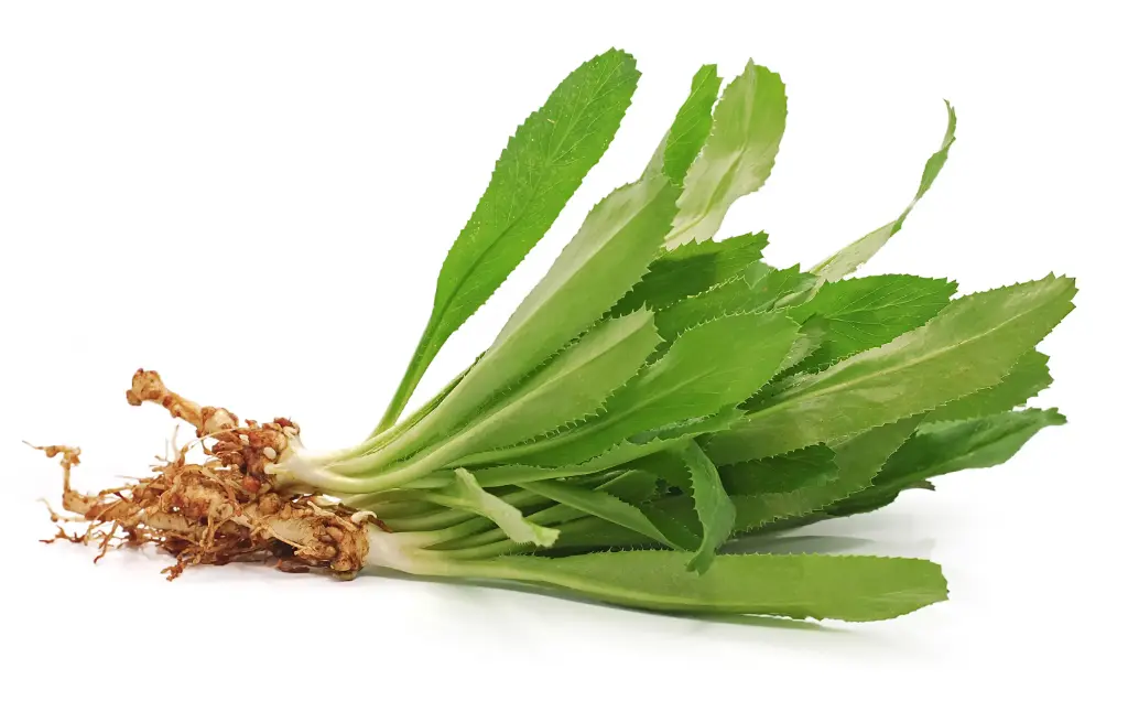 Cilantro Ancho