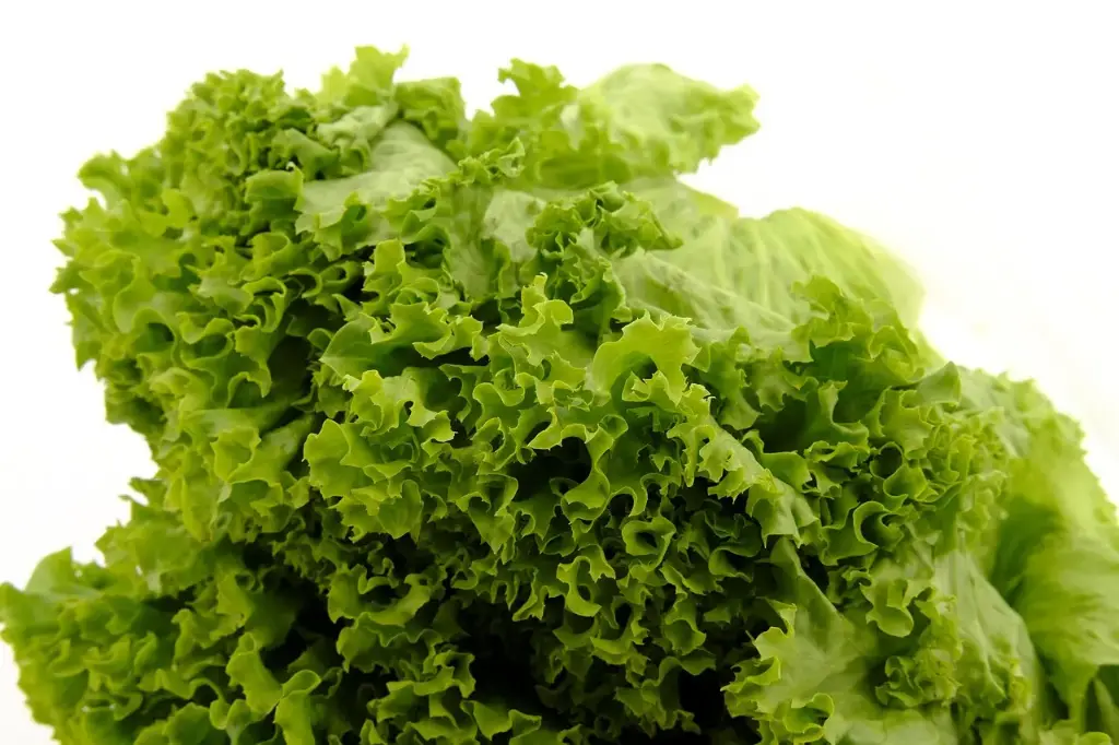 Lechuga Rizada