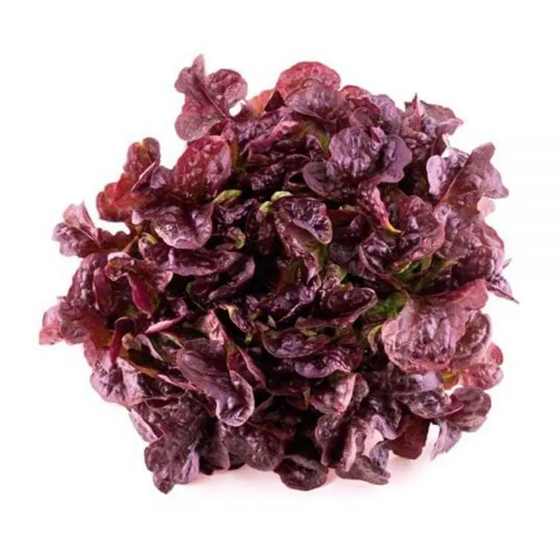 Lechuga Morada