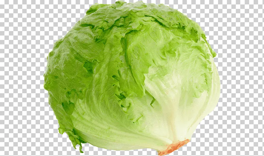 Lechuga Repollada