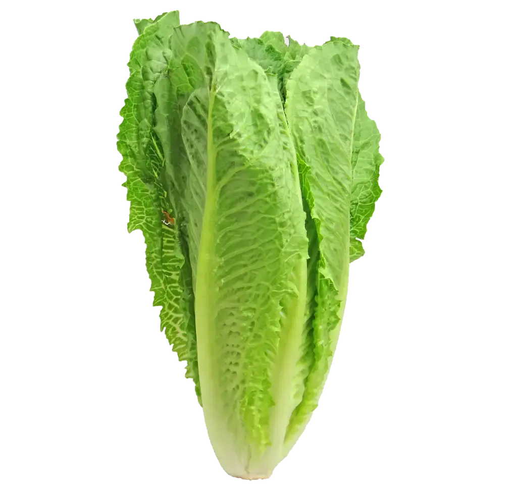 Lechuga Romana