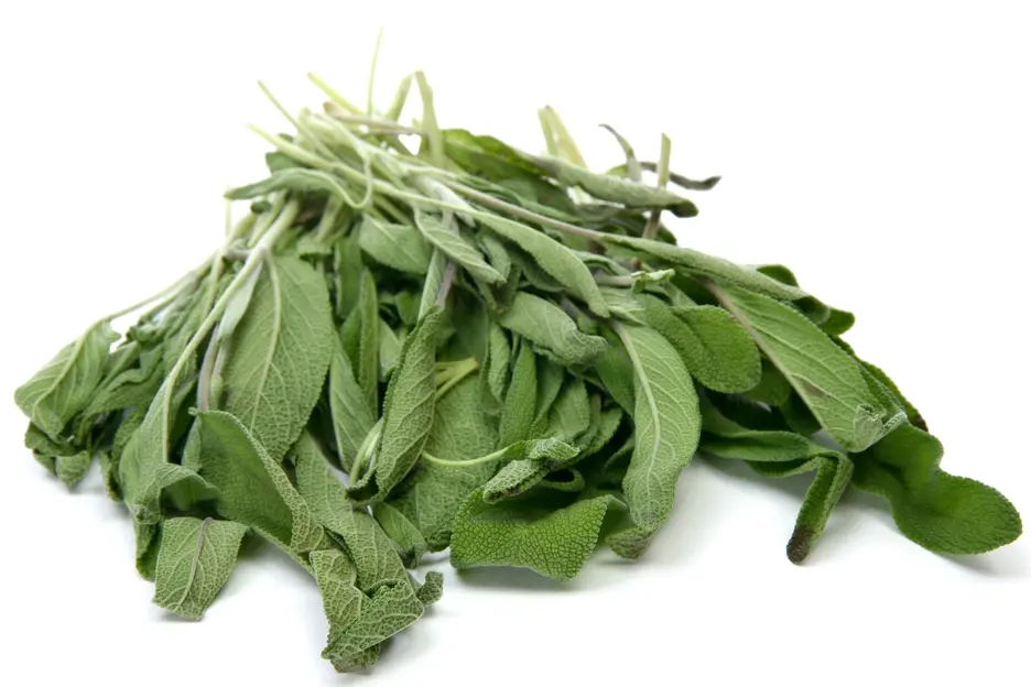 Salvia