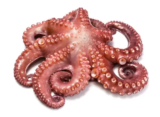 Pulpo