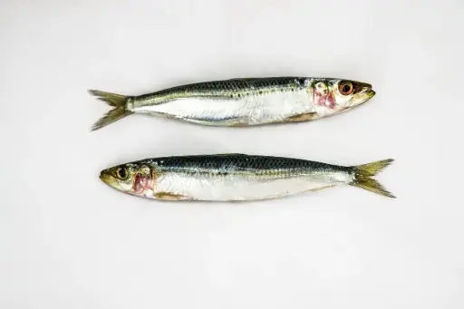 Sardinas