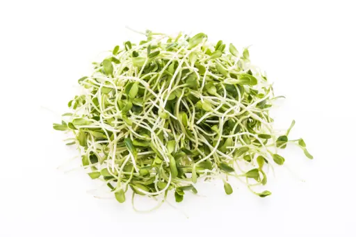 Alfalfa