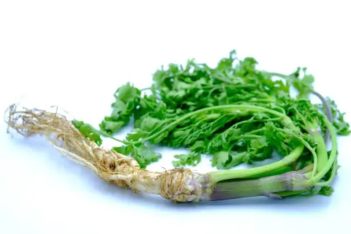 Cilantrico