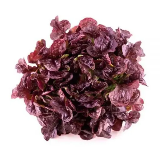 Lechuga Morada