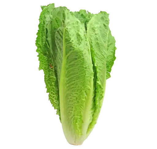 Lechuga Romana