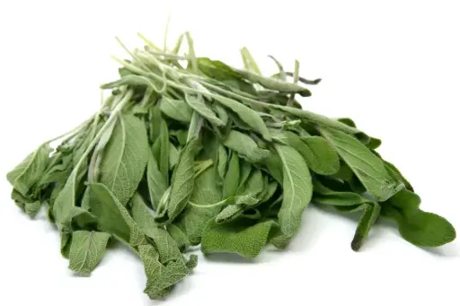 Salvia